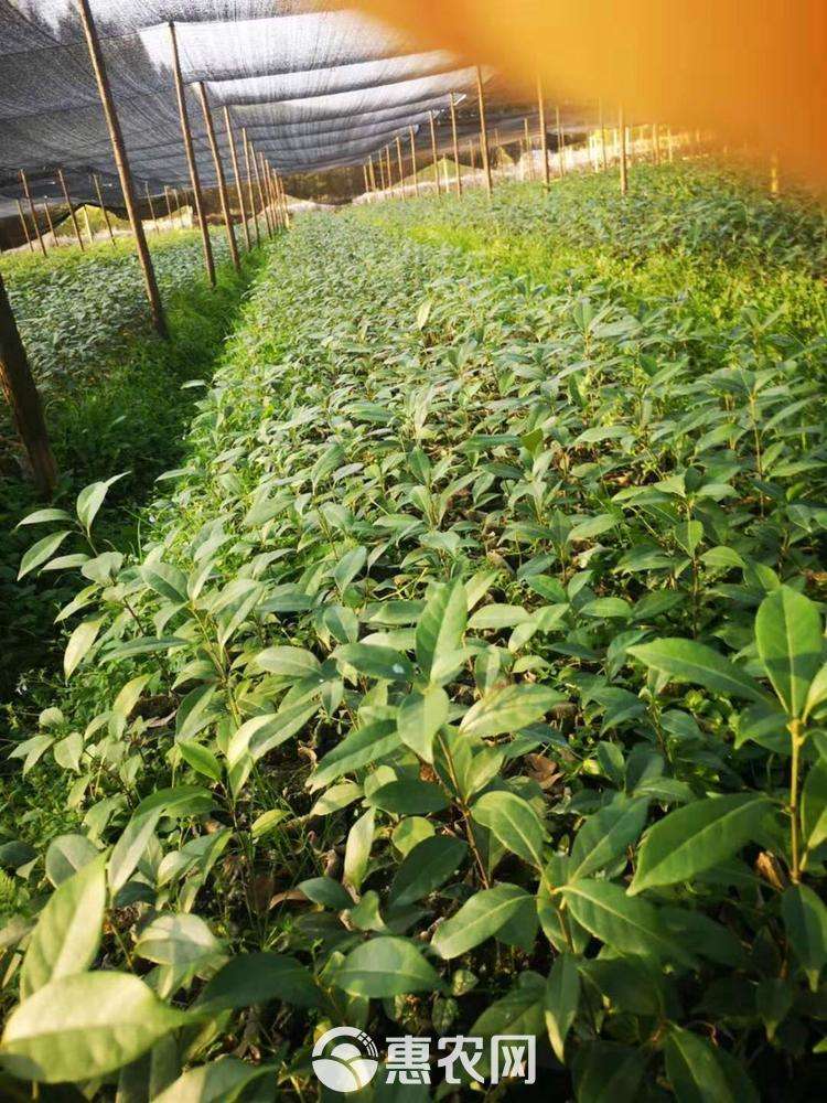 橡树，栓栎树，青岗树，花栗树，耳树，树苗。