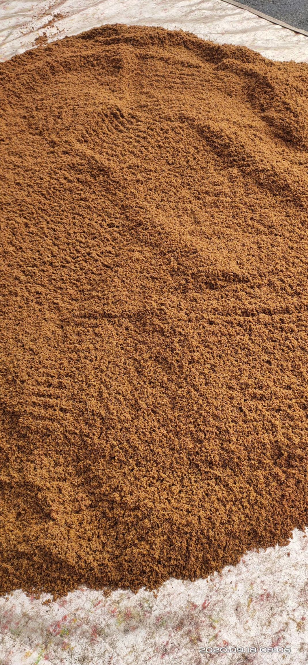 刺嫩芽种子刺嫩芽乌龙头刺老包