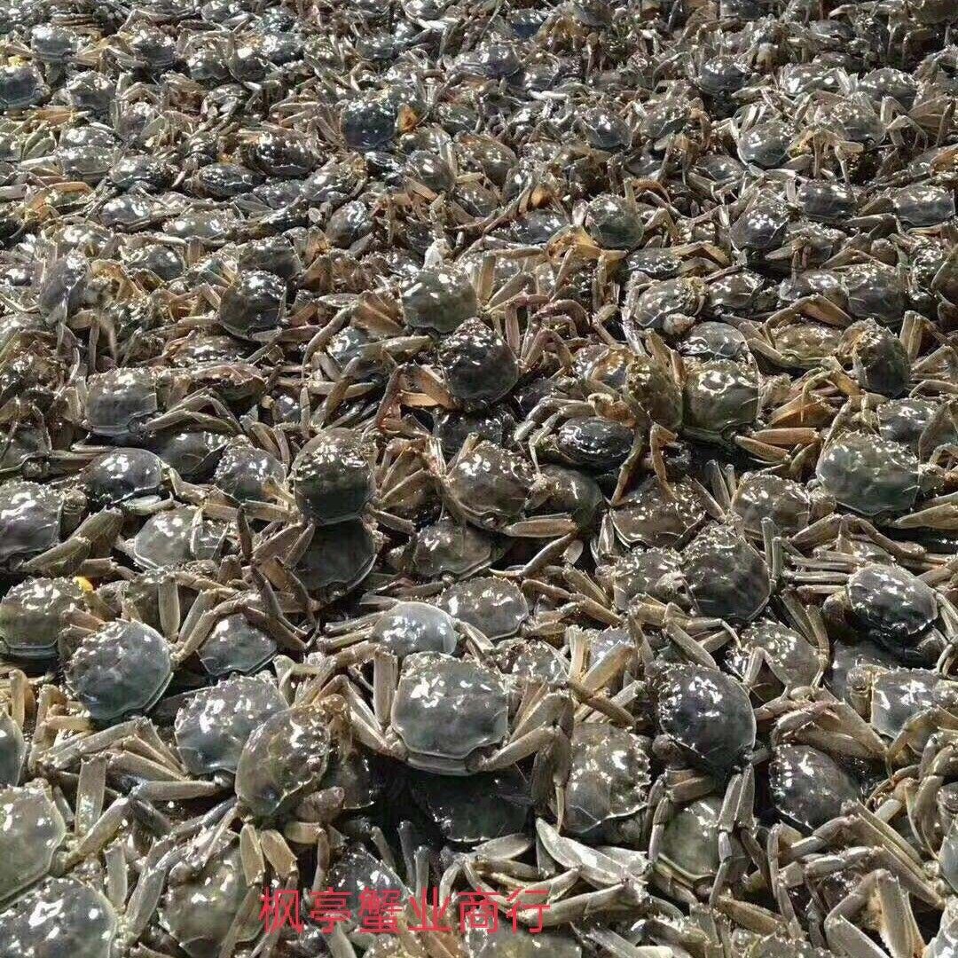 老头蟹，香辣蟹，一元蟹，买50只送10只