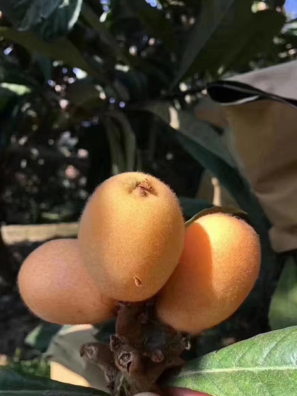  米易枇杷