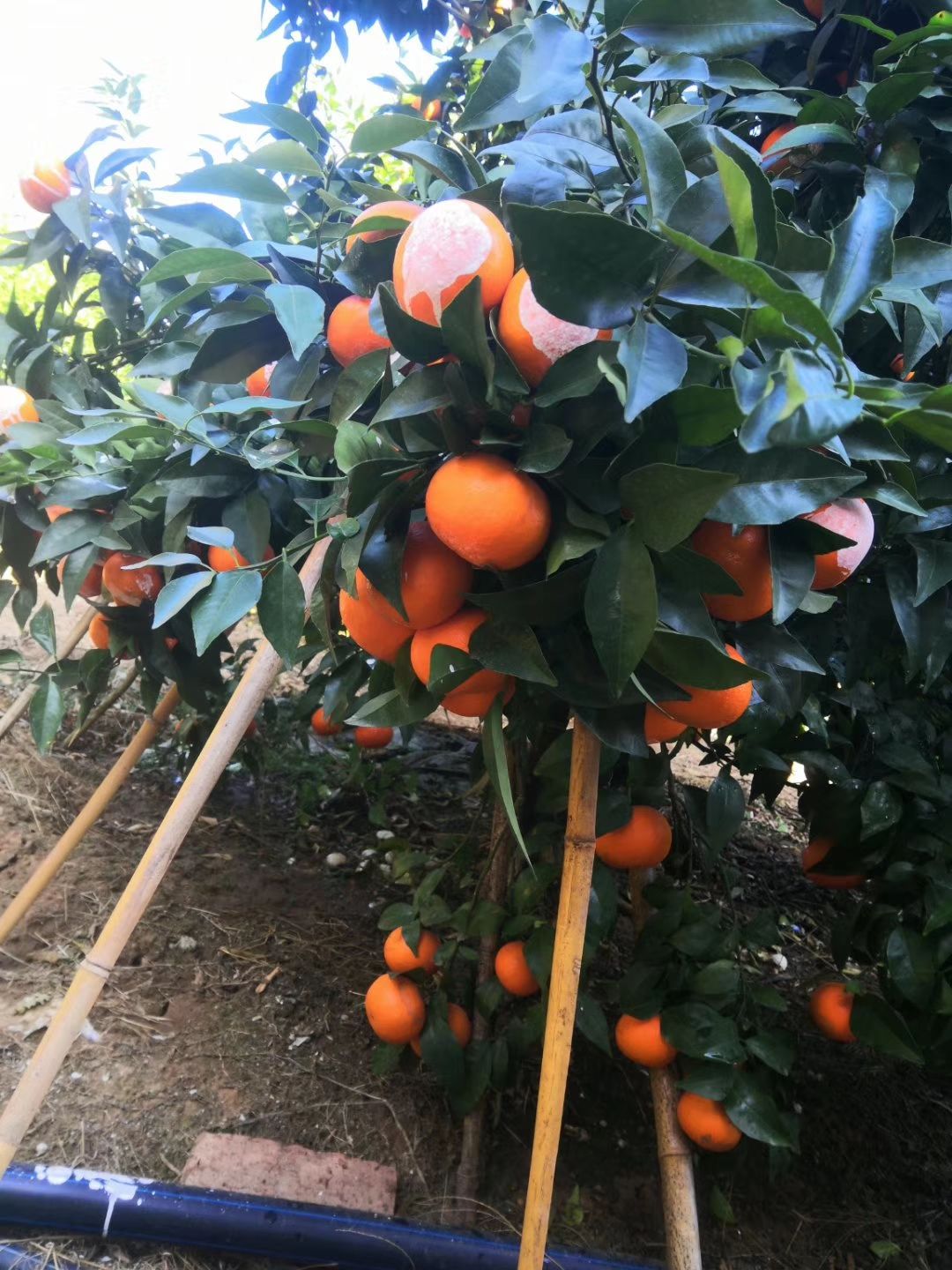 广西沃柑大量上市中，诚招果商老板合作共赢