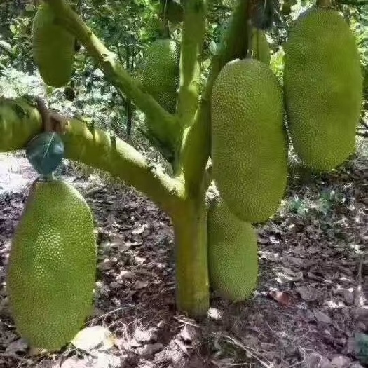 海口海南三亚菠萝蜜干包黄肉新鲜水果菠萝蜜15-30斤精选饱满通货
