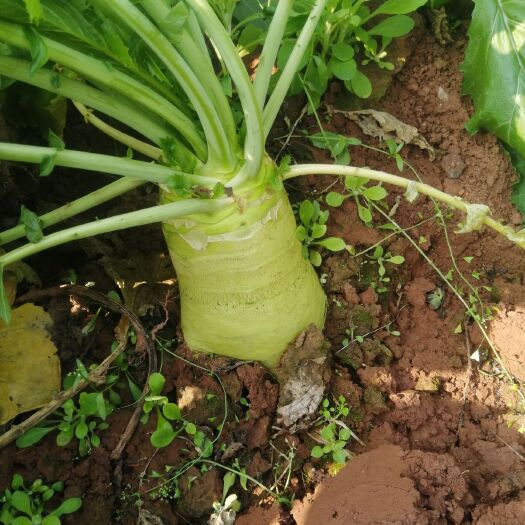 金堂县盘菜 2023新鲜大头菜农户地头货