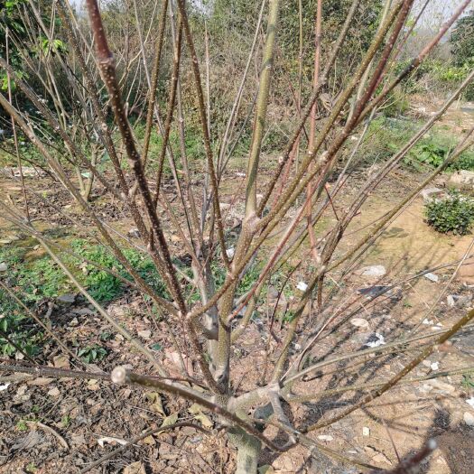 樟树市吴茱萸苗  江西中花吴茱萸扦插枝条大甩卖了