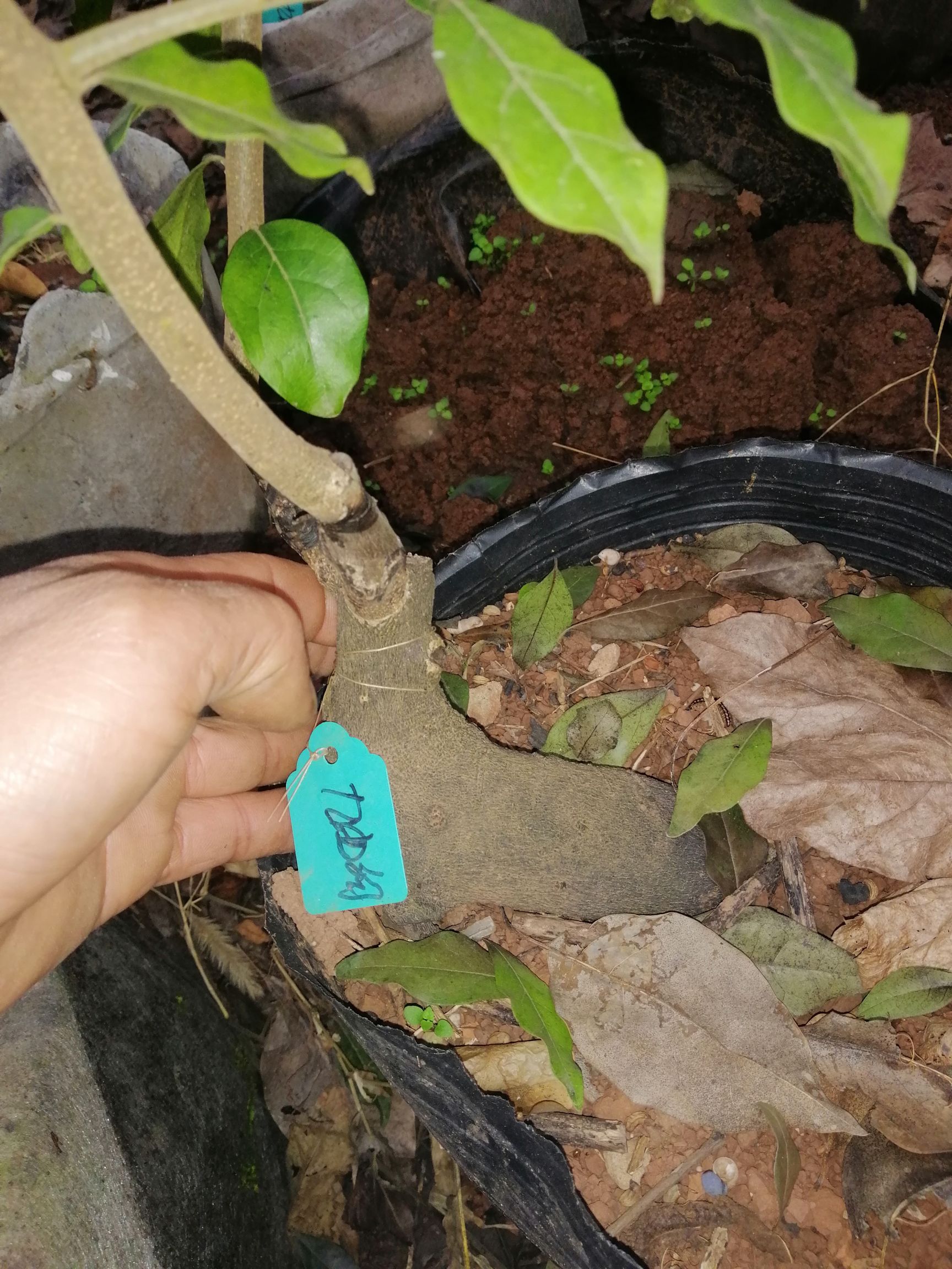  金弹子造型树桩，多年熟柱，