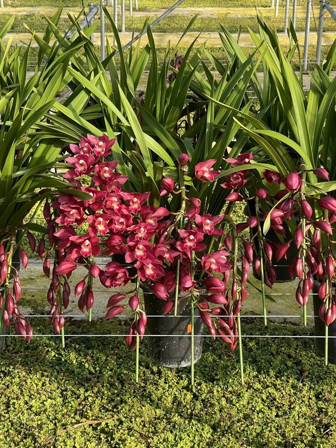 大花惠兰带花苞原盆发货兰花客厅室内观花植物