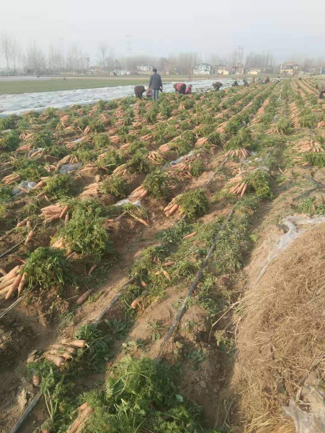 三红胡萝卜 胡萝卜次品胡萝卜通货精品水洗各种等级规格胡萝卜