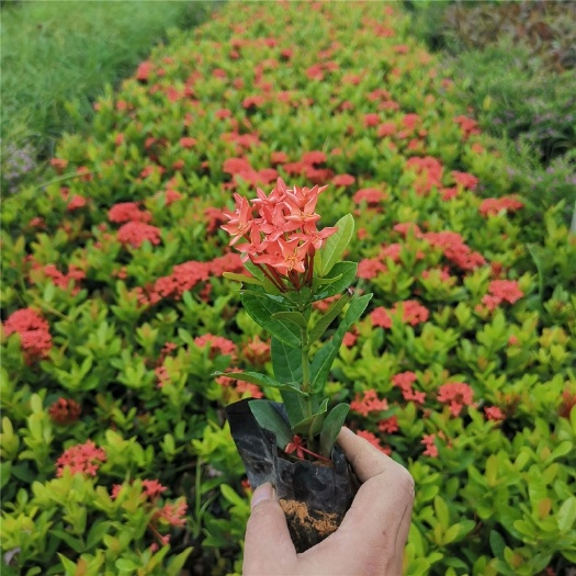 南安市龙船花盆栽花水绣球花苗花园工程绿化