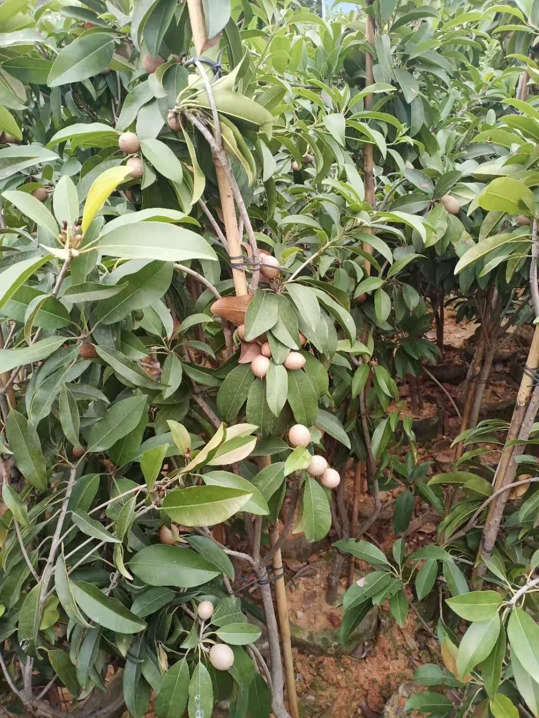 人心果树苗  人心果，营养价格高，易管理