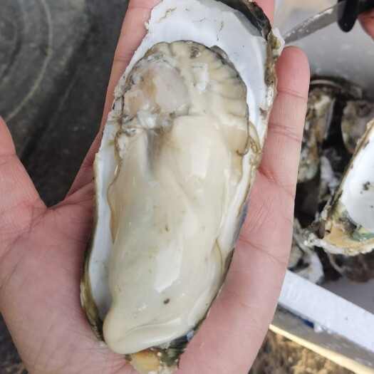 合浦县牡蛎 北部湾肥美爽脆生蚝