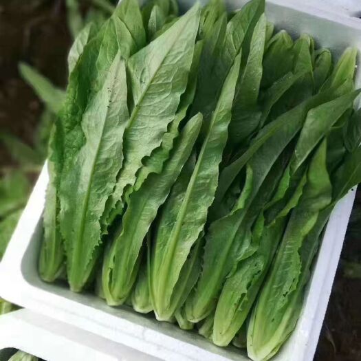 邯郸精品美冠油麦菜，常年大量供应粗颗细颗油麦菜都有，各种叶菜之类