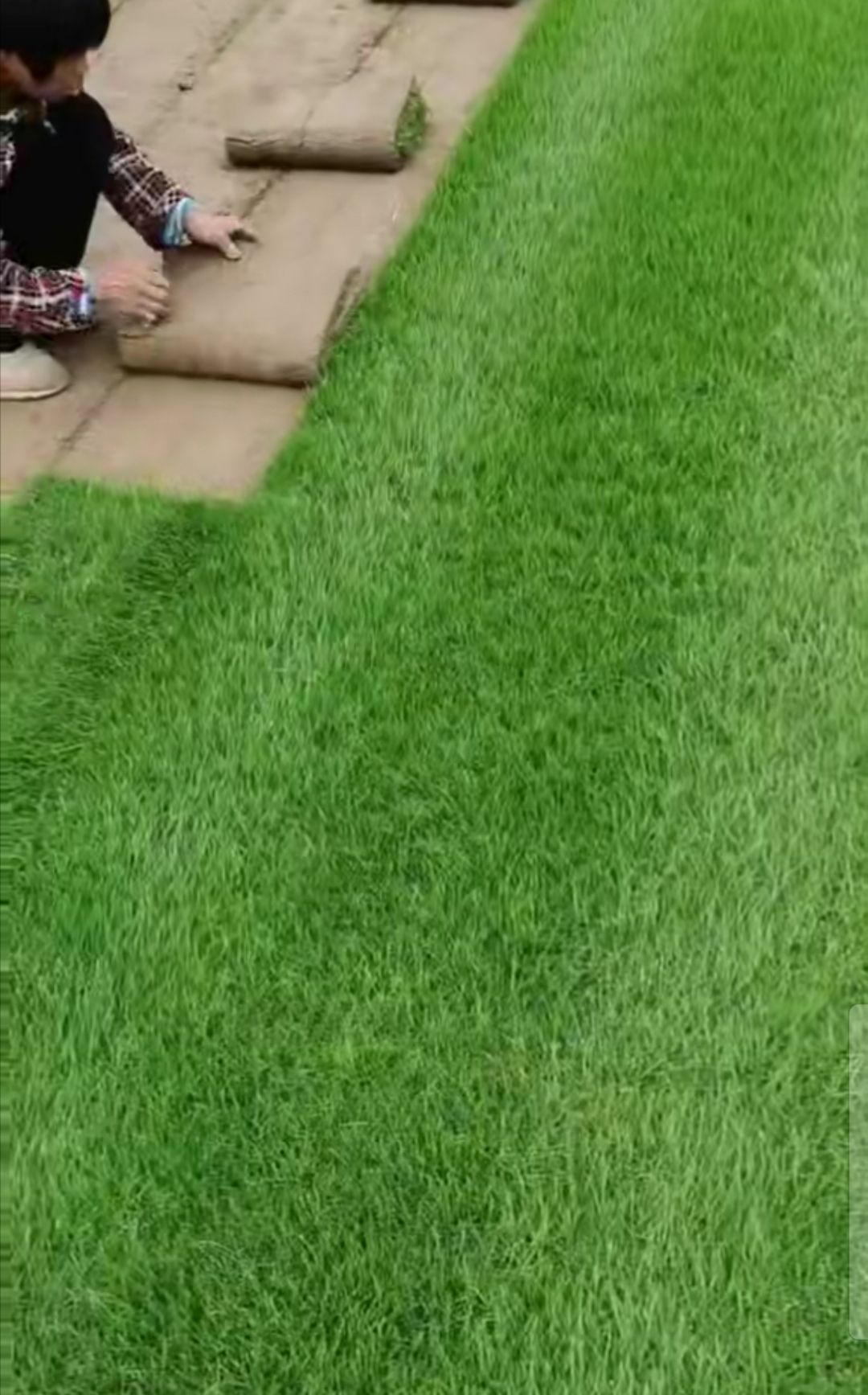 河南百草丰草坪基地—四季青草坪