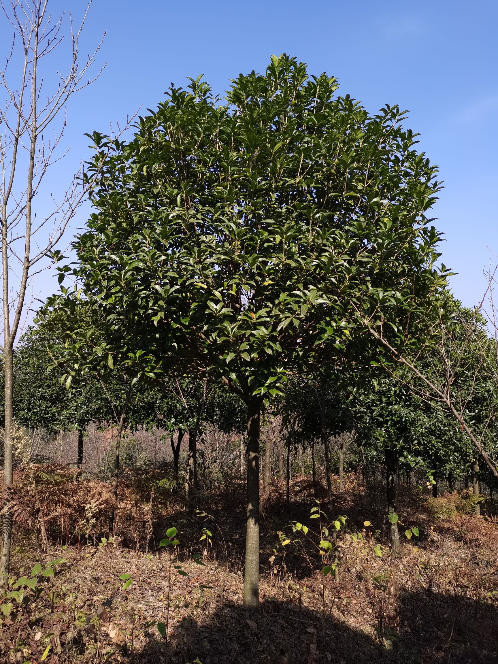 桂花树  8公分桂花