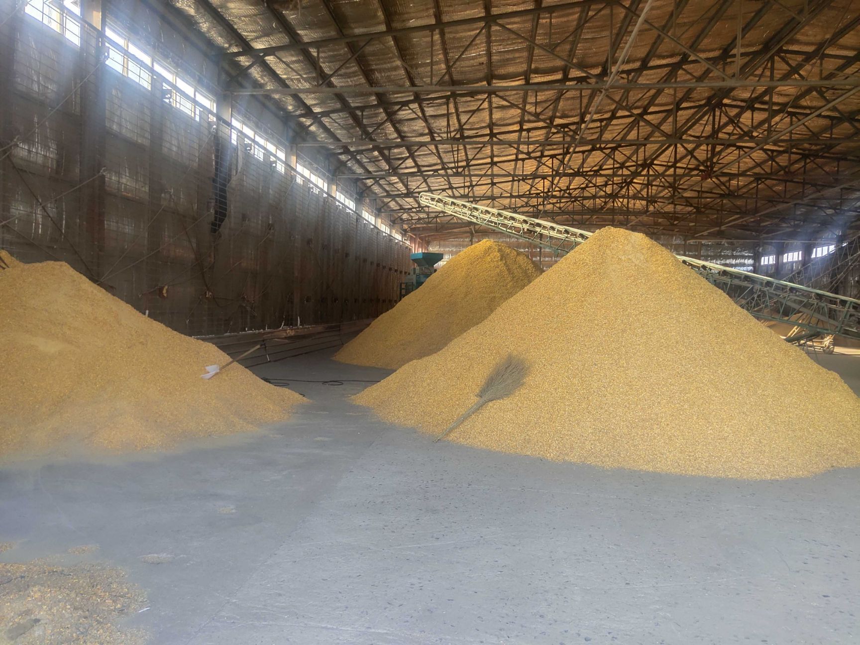 压片玉米  常年选用天然的玉米兰西伟义粮食购销公司有限公司生