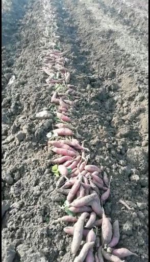 秦薯五号 3两~6两 红皮