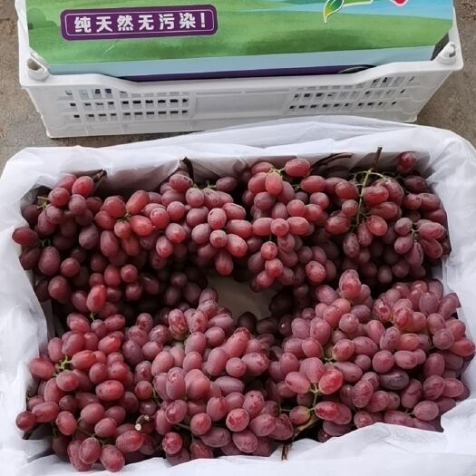 西昌市大凉山克伦生葡萄库存好货