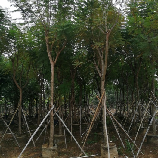 南宁尖叶蓝花楹  10-12分蓝花楹