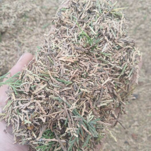 临沂侧柏叶山东临沂产地直销
