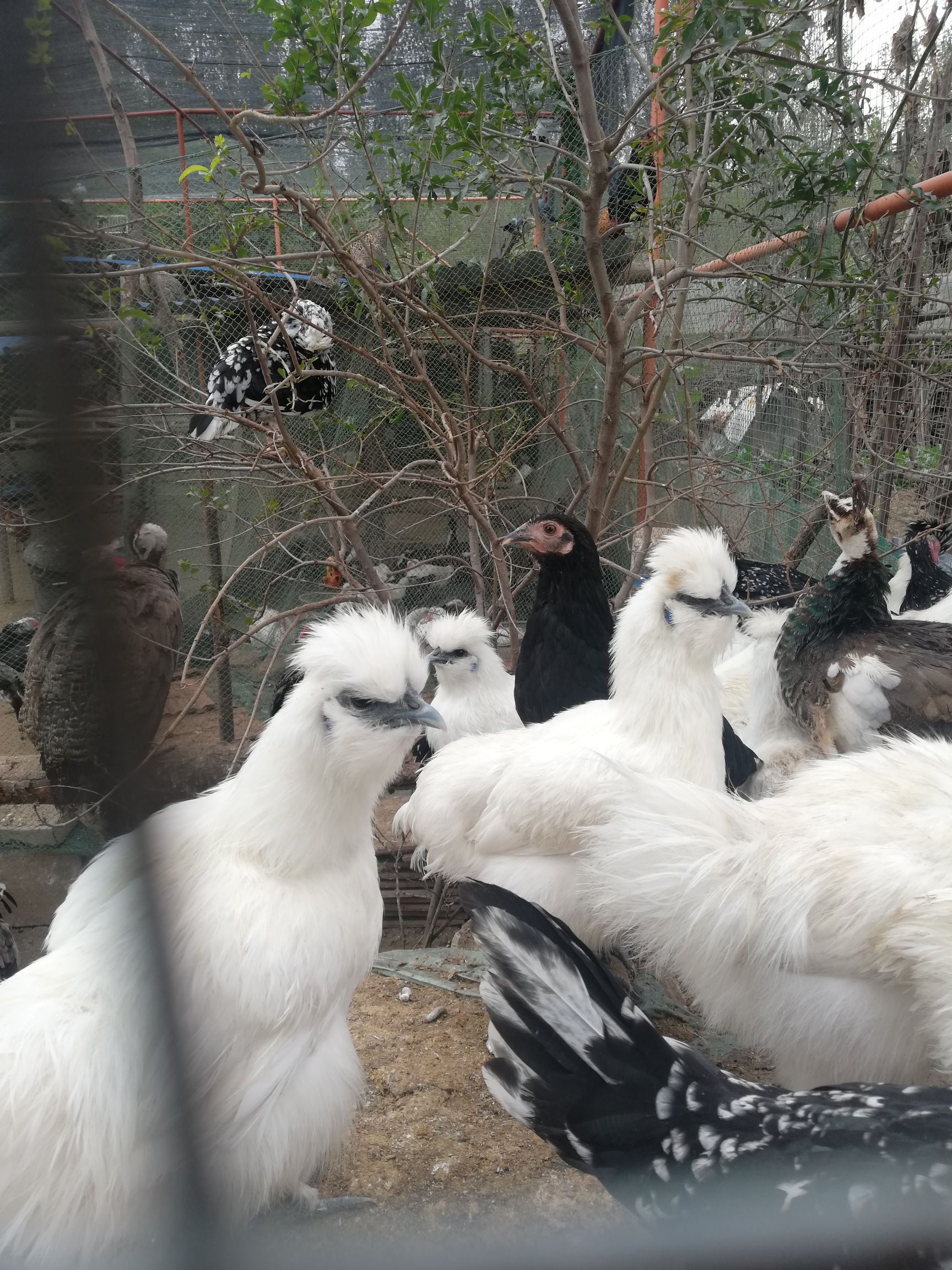 自家散养白凤乌鸡，纯粮食喂养，不添加任何饲料吃的放心！