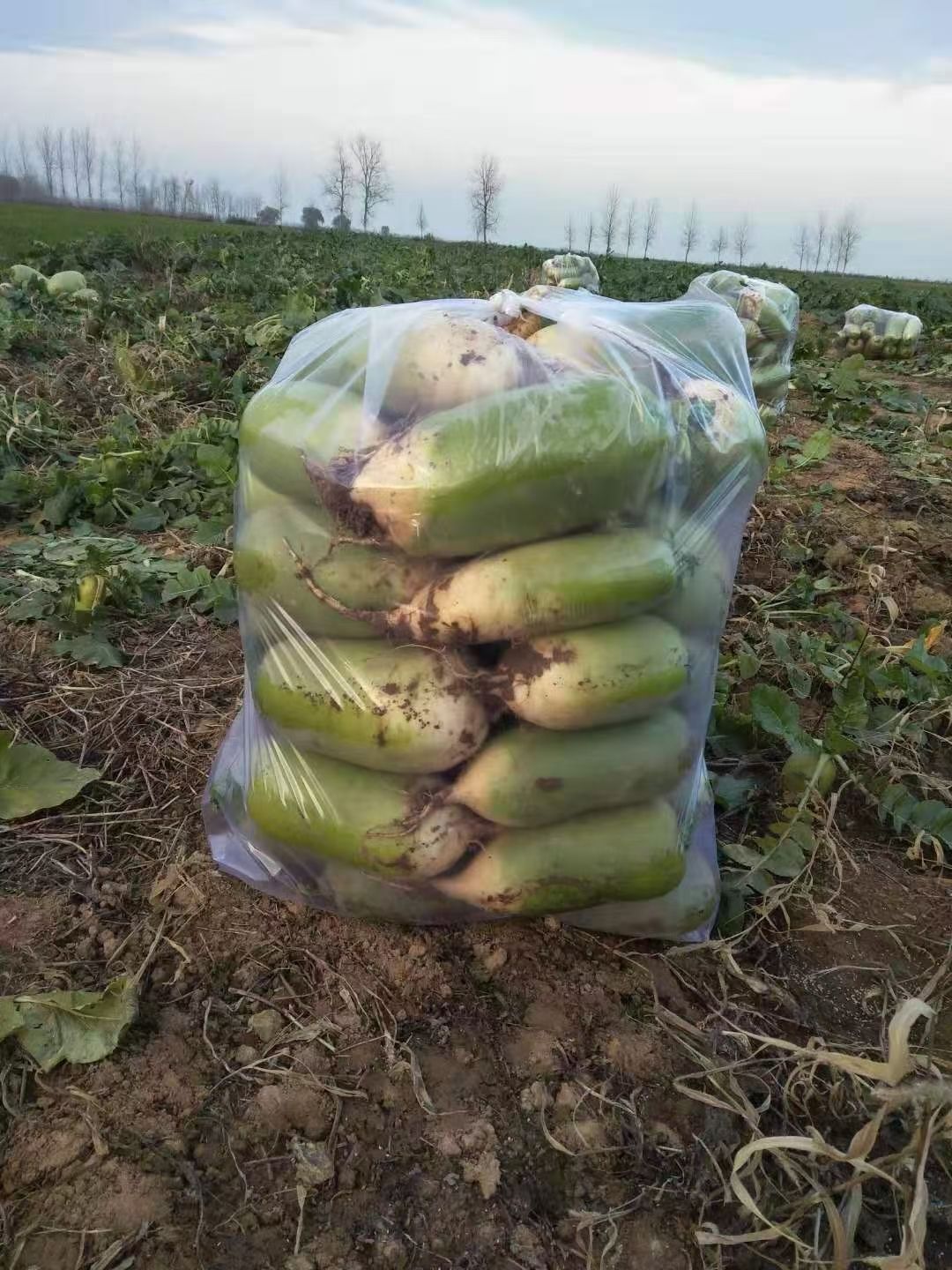 青萝卜大量上市