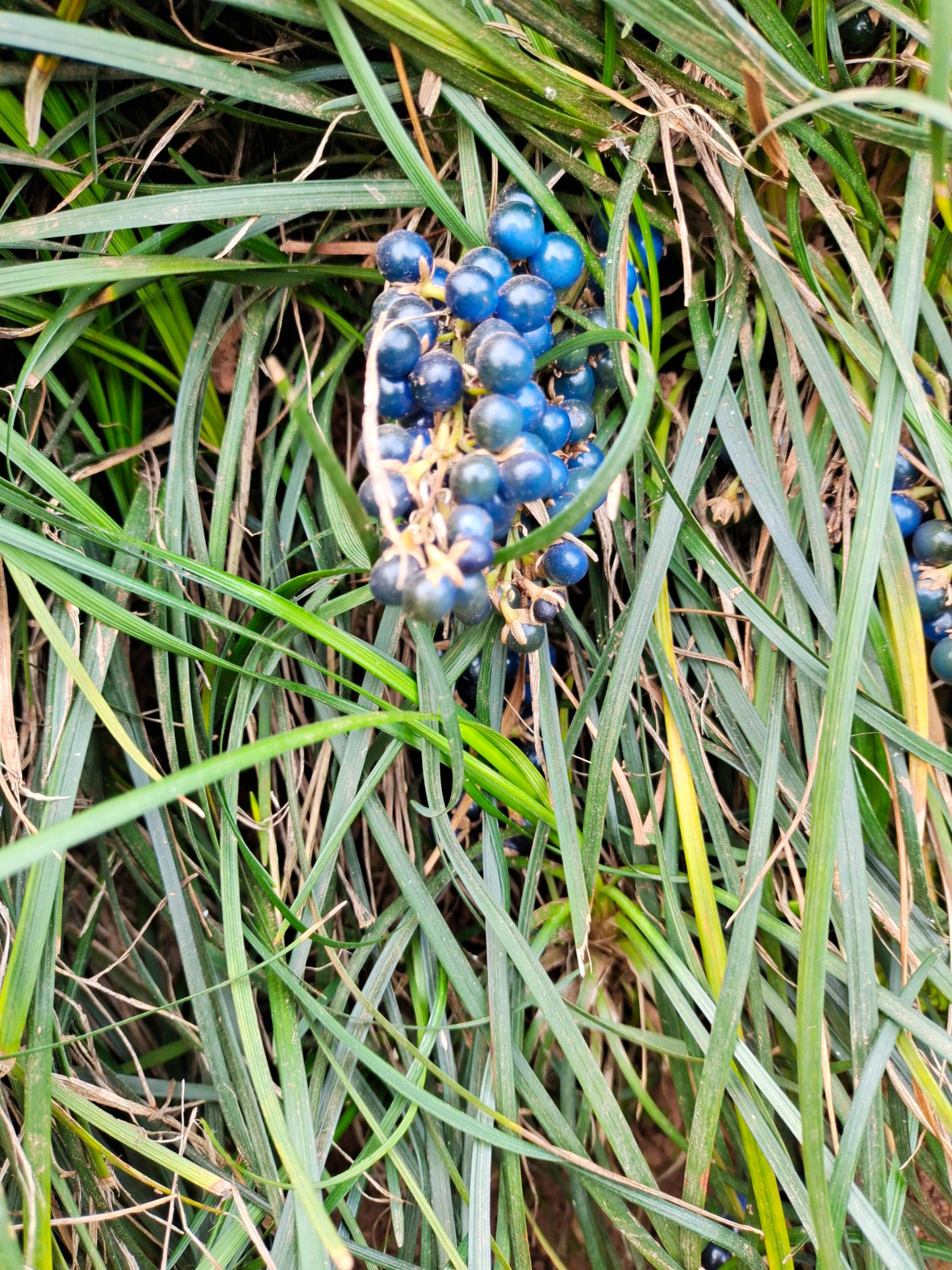 麦冬 蓝麦东基地资源附带绿化工程需要的可以联系