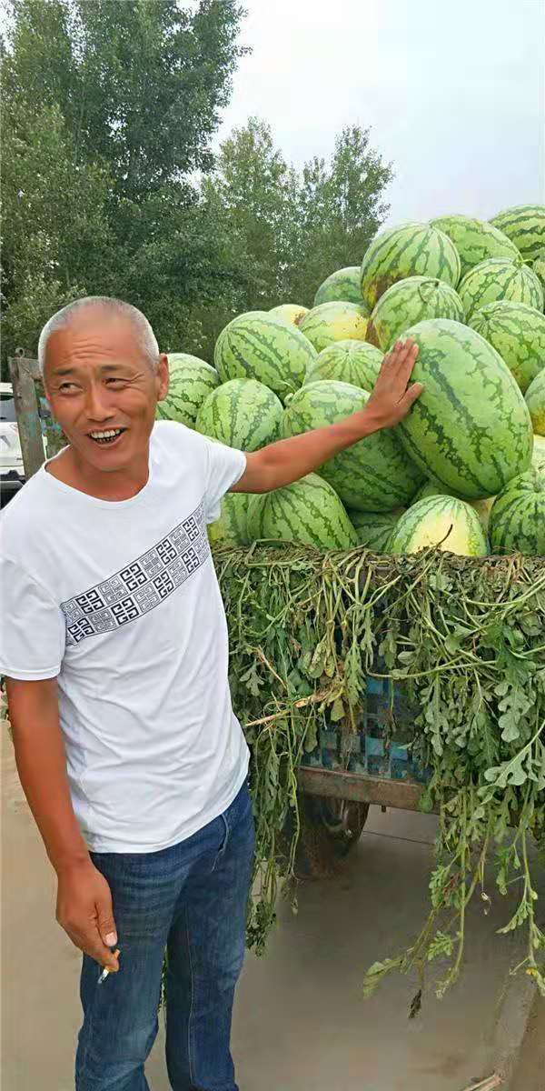 金城五号西瓜种子 ，糖糖13度左右