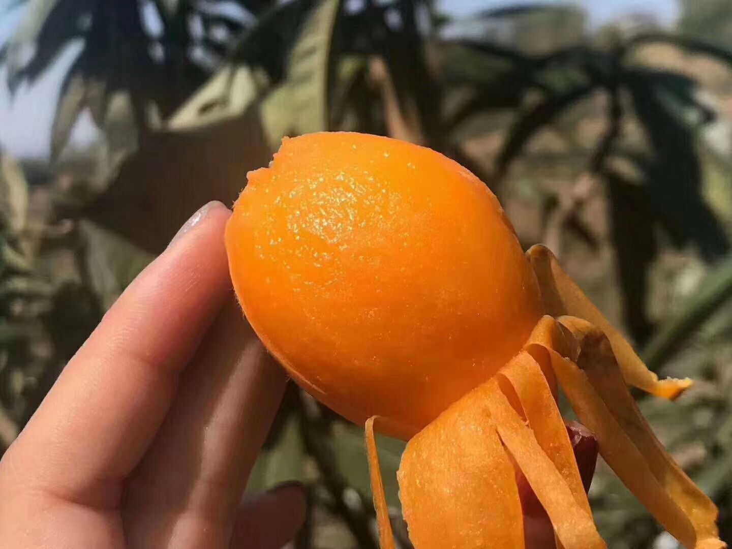  米易枇杷
