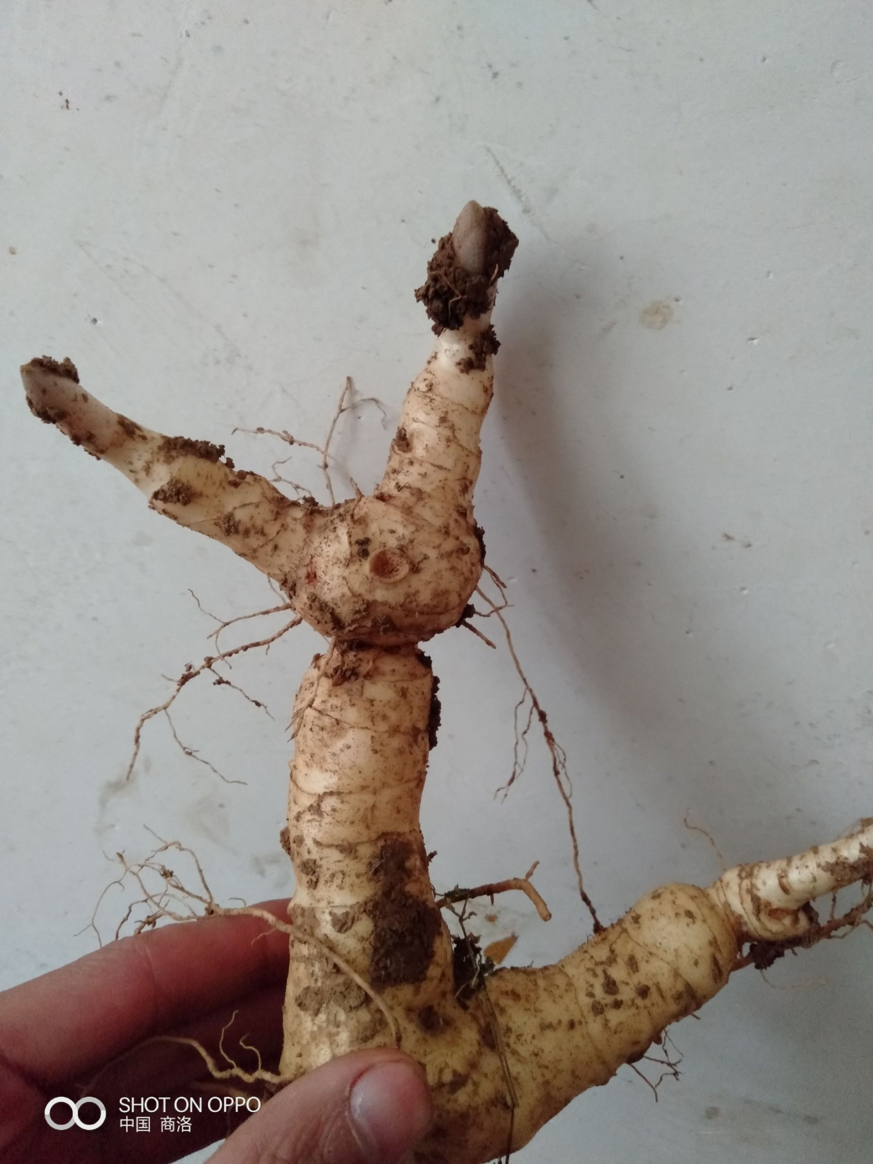 黄精  药性好，易繁殖，产量高，药食两用，古人养生，