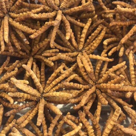 若尔盖县冬虫夏草  大小都有