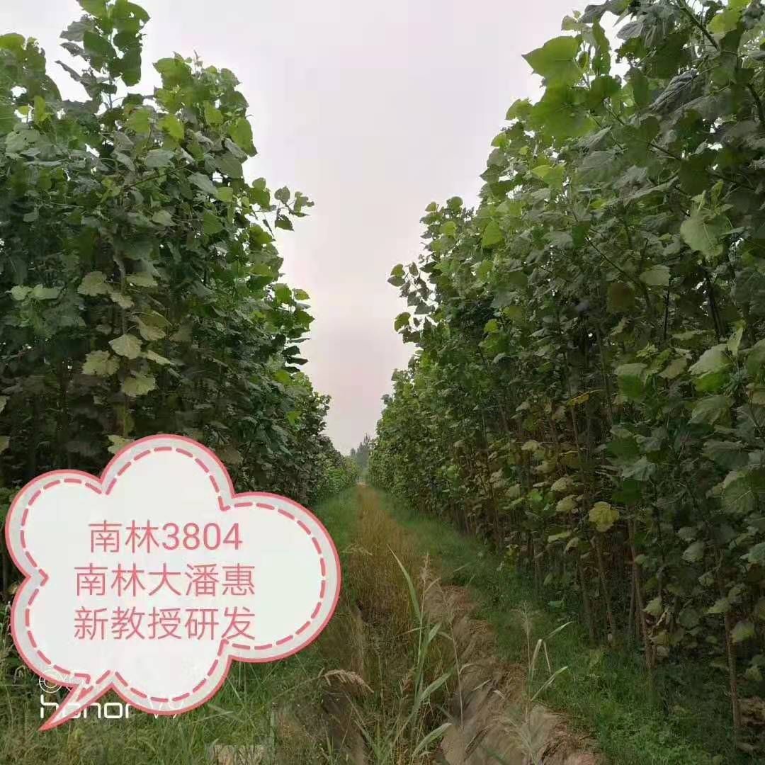 无絮杨  河南豫椒龙中华无絮红叶杨，速生长，收益高3804和中红杨