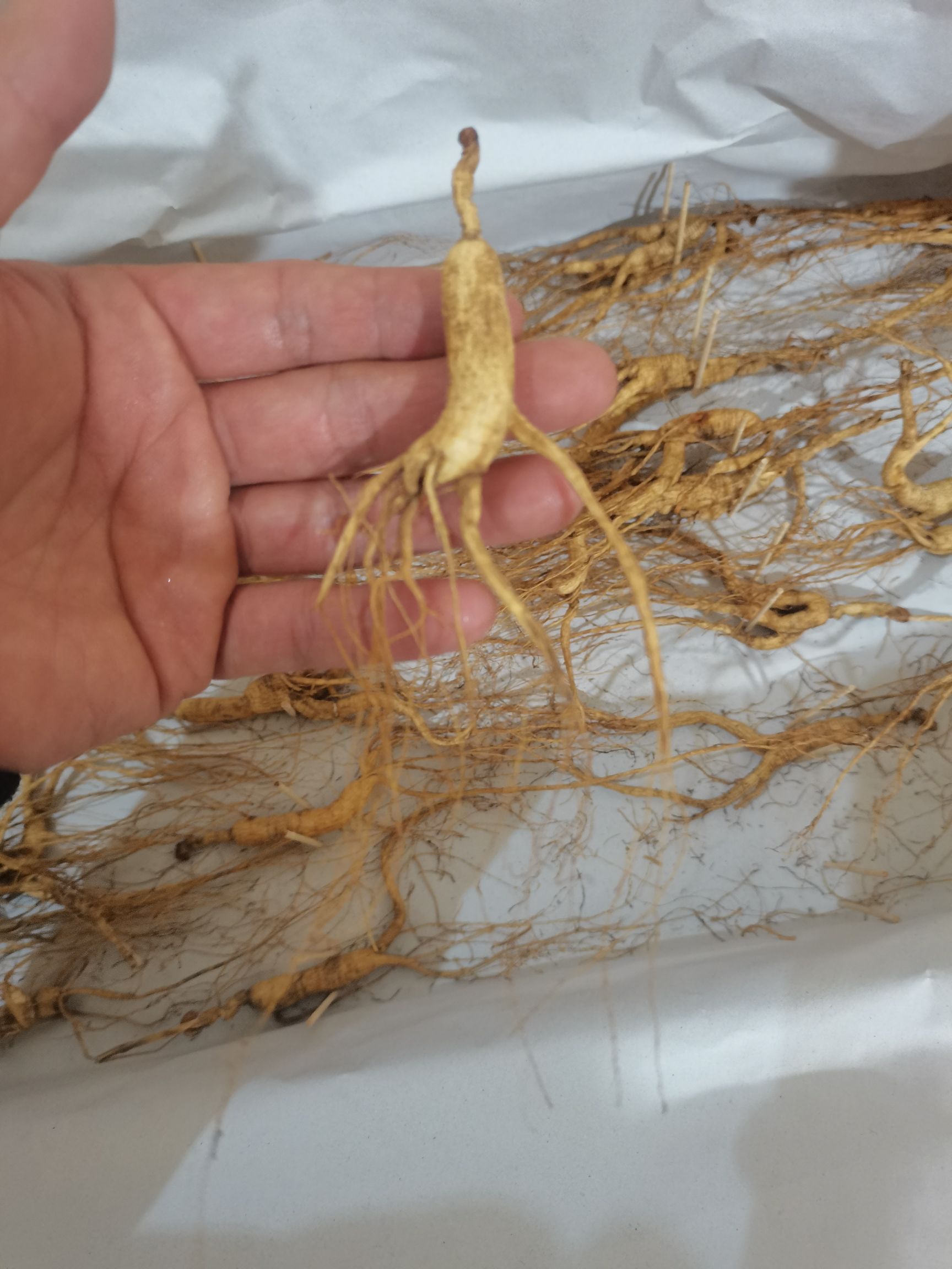 长白山林下参，籽货，产地直销，可泡酒，煲汤，泡水，无药物残留