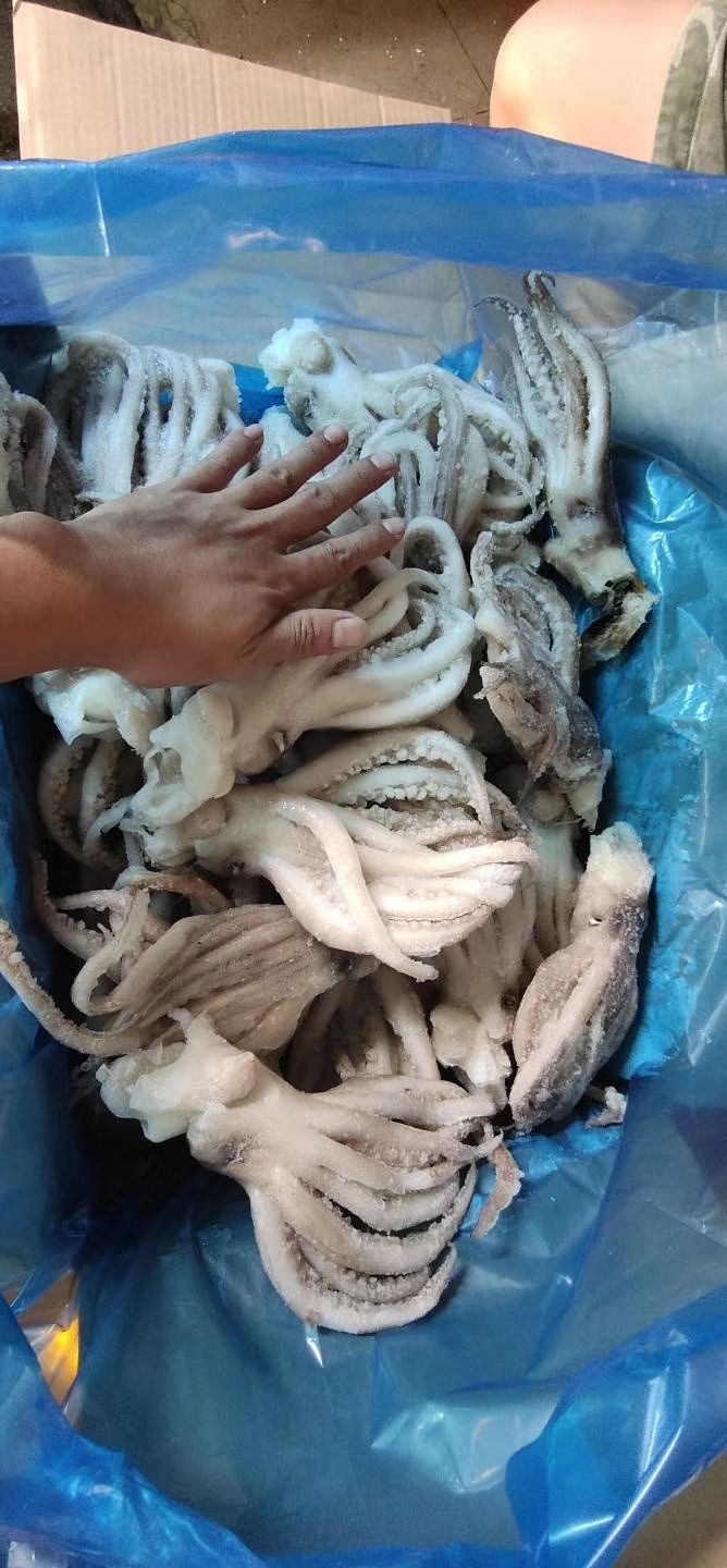 鱿鱼头，干冰单冻机洗鱿鱼头