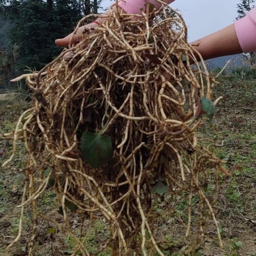 长顺县野生鱼腥草  农家新鲜蔬菜折耳根 嫩根鱼腥草 野生节节根