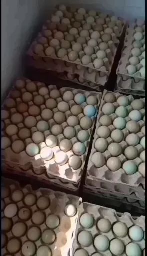 七彩山鸡蛋  优质新鲜山鸡蛋营养丰富建康美味每天现捡现卖保证质量破损保陪需