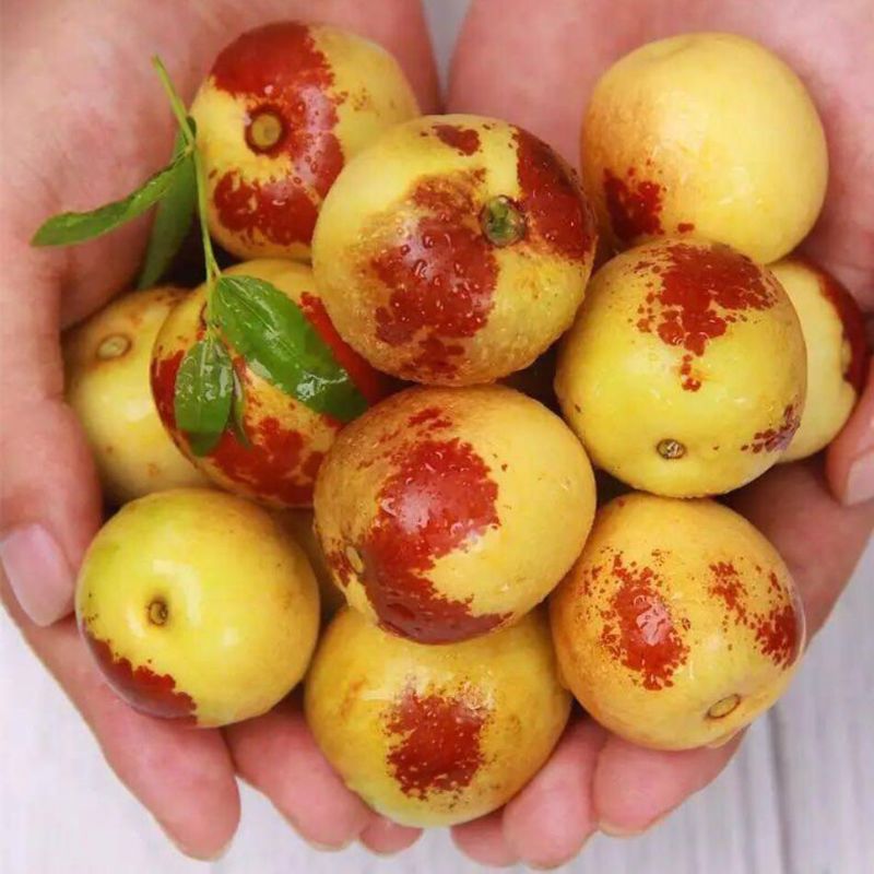 现摘冬枣脆甜新鲜水果大枣子青红枣应季批发5/3/带箱