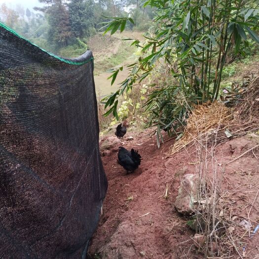 沐川县 本农场出售乐山本地土鸡、母鸡重量4——7斤  可根据你要求发