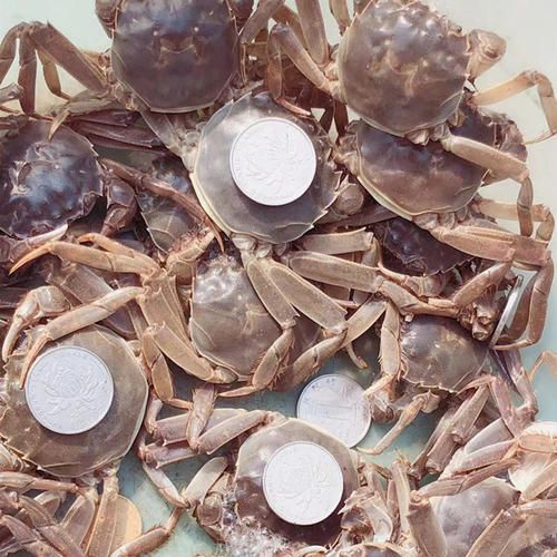 老头蟹，香辣蟹，一元蟹，买50只送10只