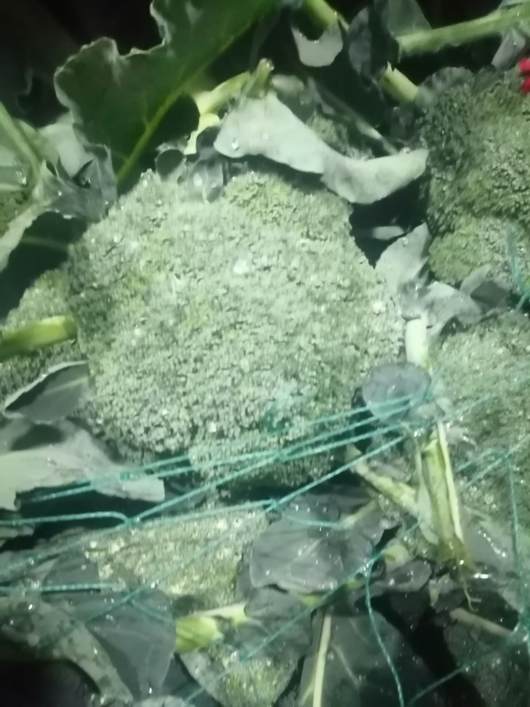 耐寒优秀西兰花  精品西兰花！球型鲜绿！个头匀称！精品包装！