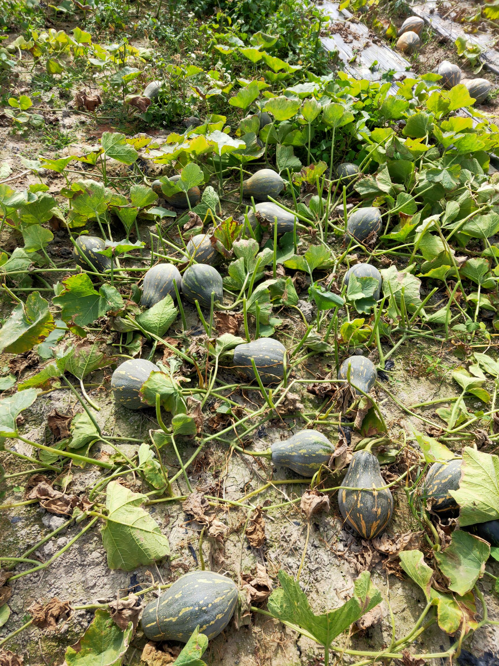 香芋南瓜 广东省阳江市阳东区 2~4斤