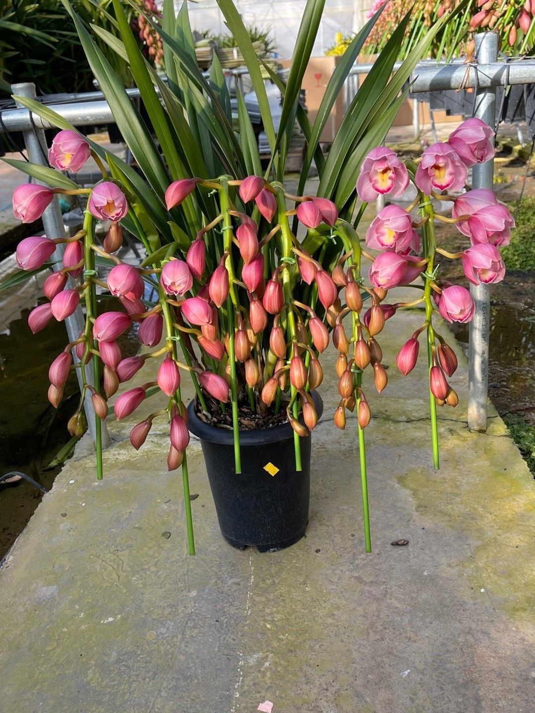 大花惠兰带花苞原盆发货兰花客厅室内观花植物