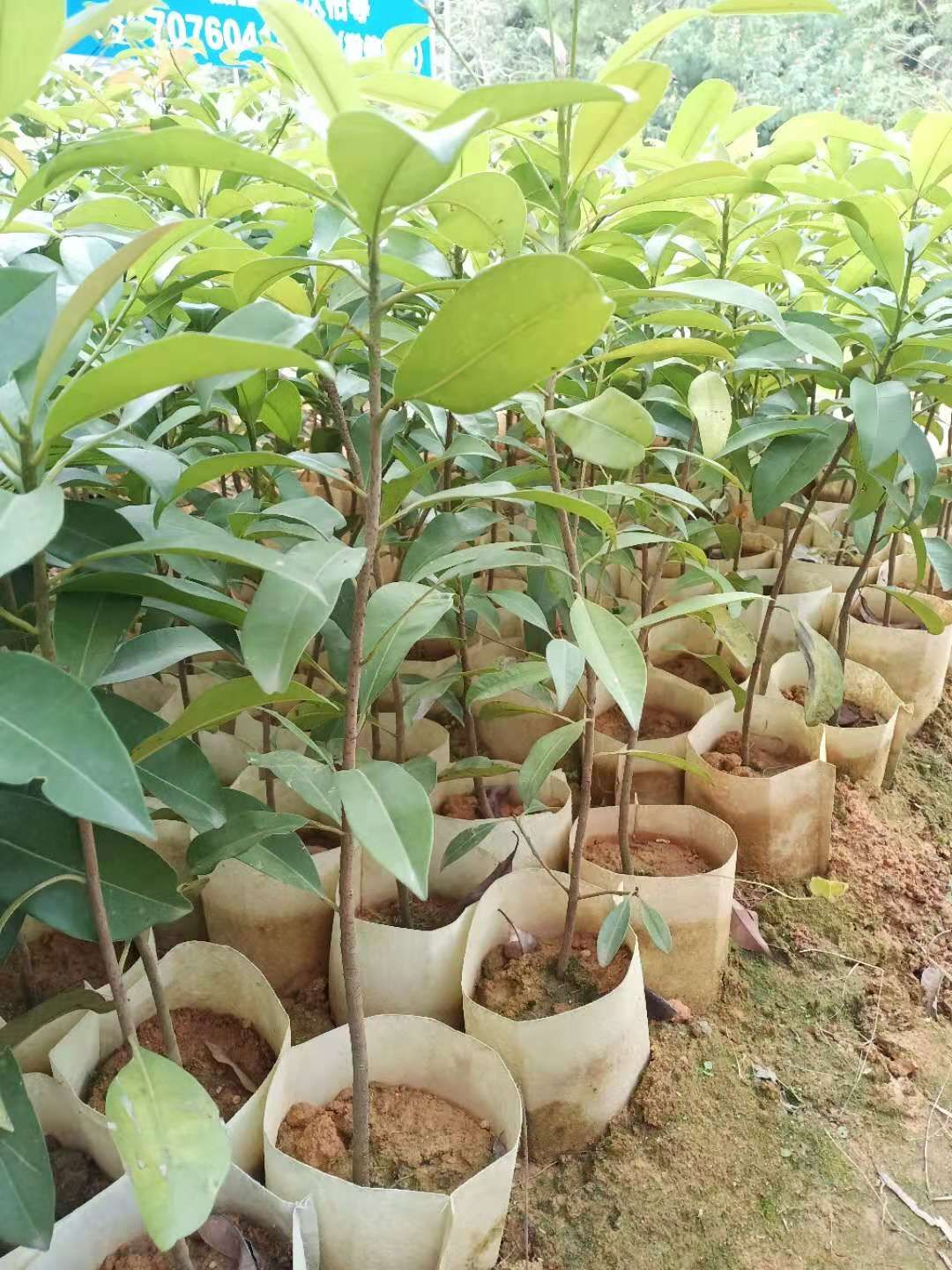 人心果树苗  人心果，营养价格高，易管理
