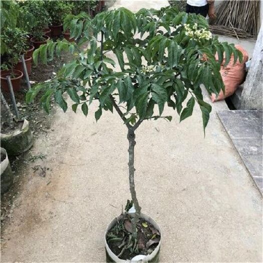 黑黄皮果苗 广东嫁接黄皮果树苗无核鸡心黄皮树苗黑黄皮冰糖黄皮果苗盆栽地栽