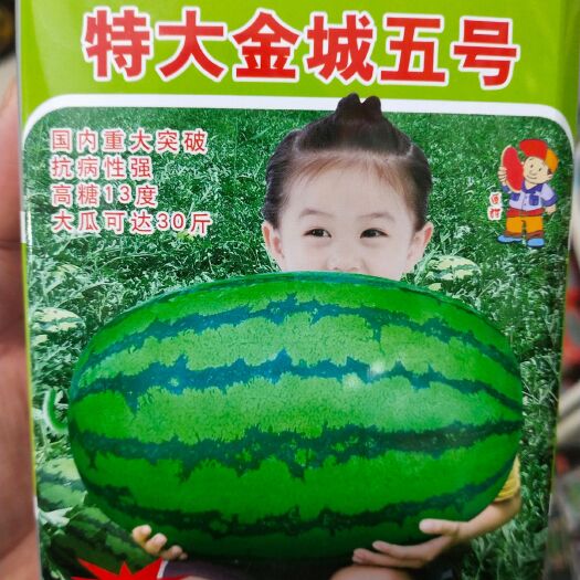扶沟县金城五号西瓜种子 ，糖糖13度左右