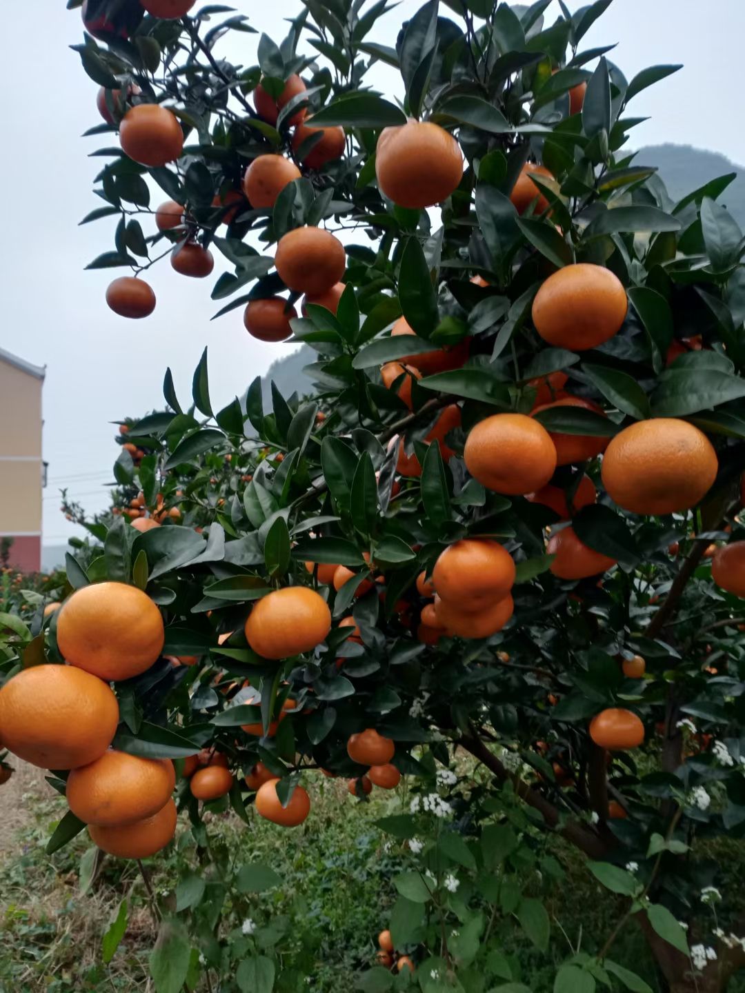 默科特果型饱满、皮张好、化渣多汁口感好