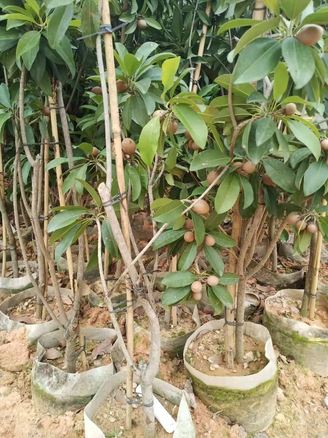人心果树苗  人心果，营养价格高，易管理