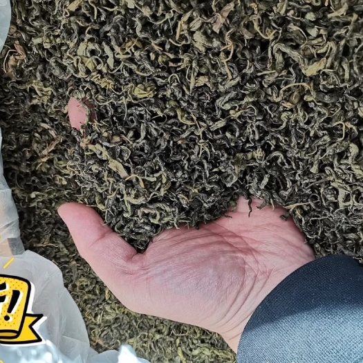 西安 批发长白山丁香茶 丁香嫩叶