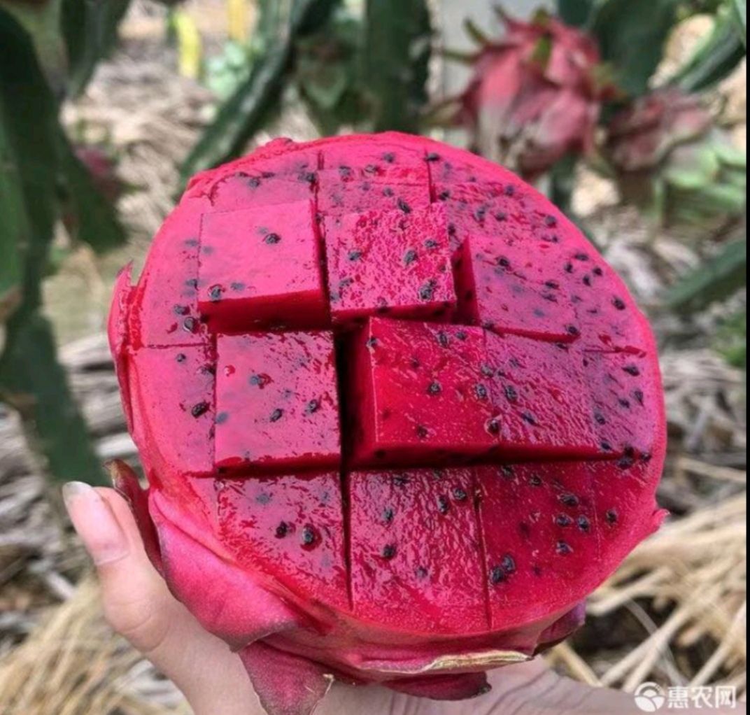 金都一号火龙果，