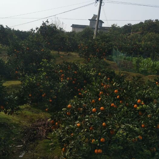 安岳县佛乐橙 一级果 