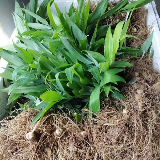 重庆市黄精种苗   基地直供