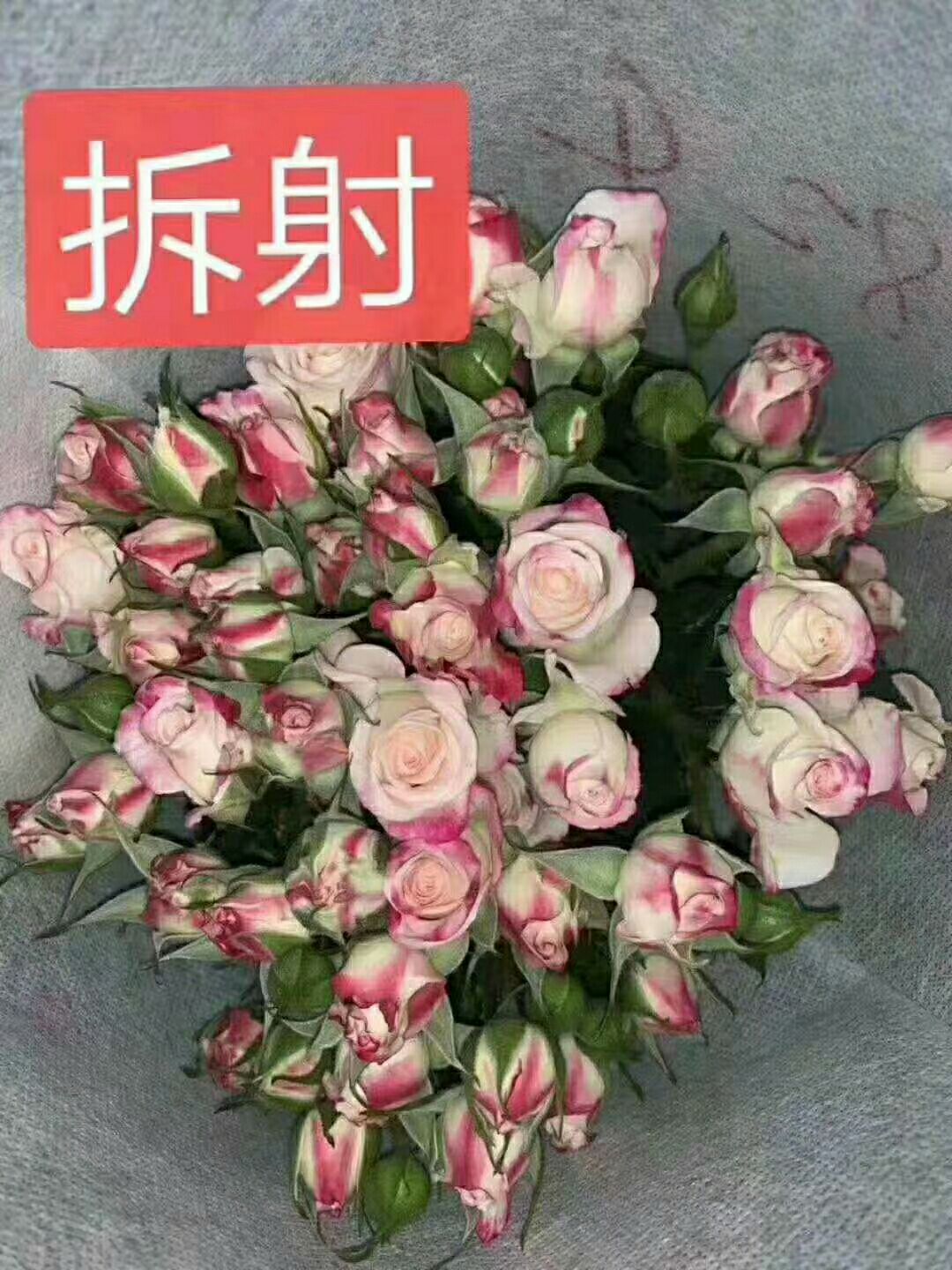 大花月季 